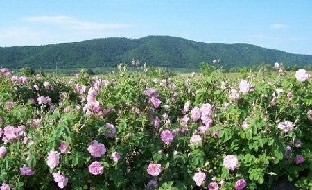 NEW Crystal Mineral Rose Water